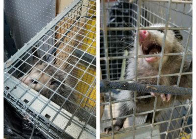 Dependable Wildlife Removal Services