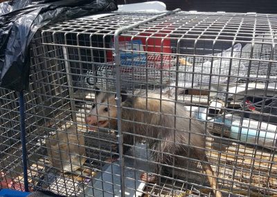 Effective Wildlife Removal Service