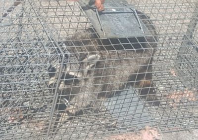 Expert Raccoon Removal Service