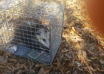 Expert Rodent Trapping