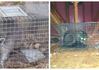Expert Wildlife Removal Service