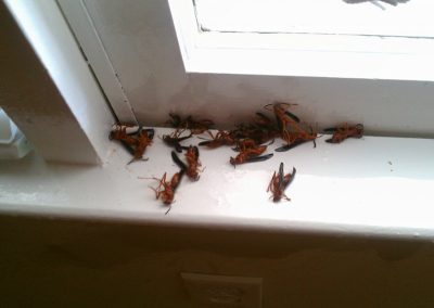 Pest Control Services Lithonia GA