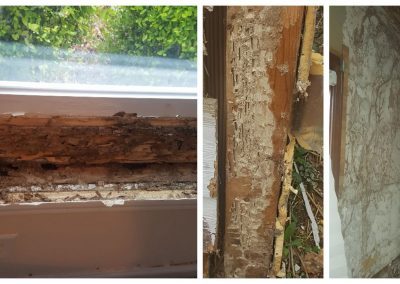 Professional Pest Control Service