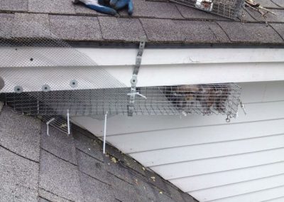 Professional Squirrel Removal