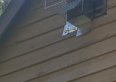 Professional Squirrel Trapping Service