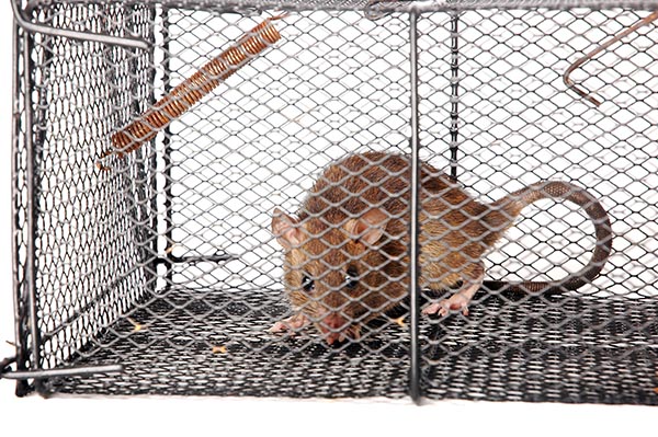 Pest Control Services