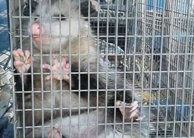 Rodent Trapping
