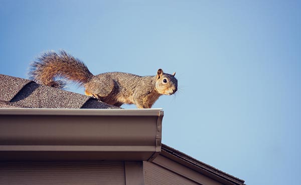Squirrel Removal