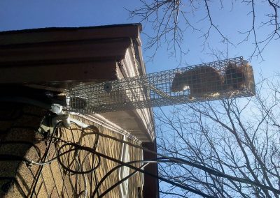 Squirrel Removal Lithonia GA