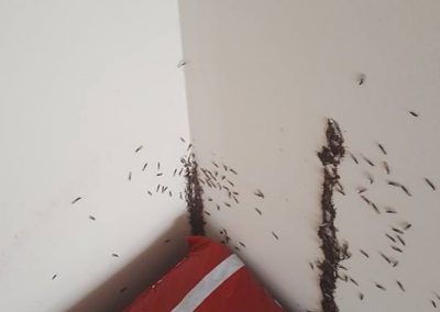 Termite Extermination Lithonia GA