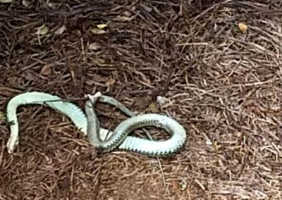 Wildlife Removal-1