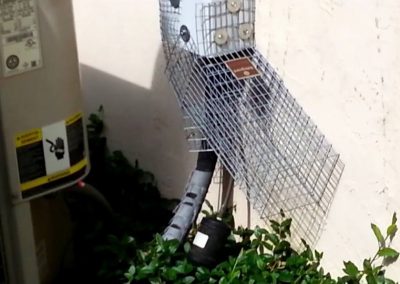 Wildlife Removal Lithonia GA