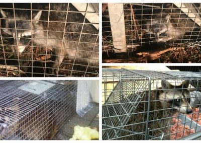 Wildlife Trapping Service Providers