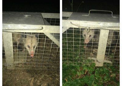 Wildlife Trapping Services
