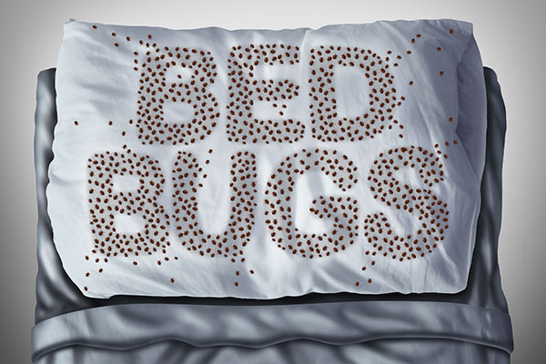 Liquid and Heat Treatment for Bed Bugs