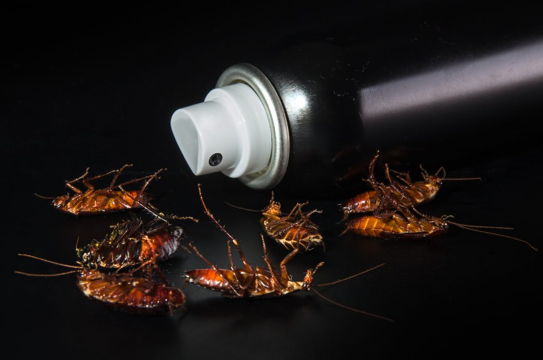 Reliable Pest Control