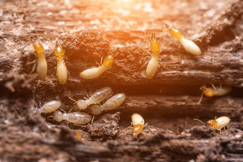 Termite Extermination