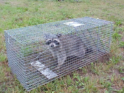 Quality Pest Control Services 