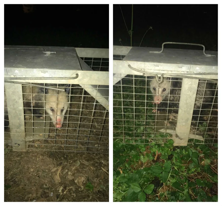Wildlife Removal