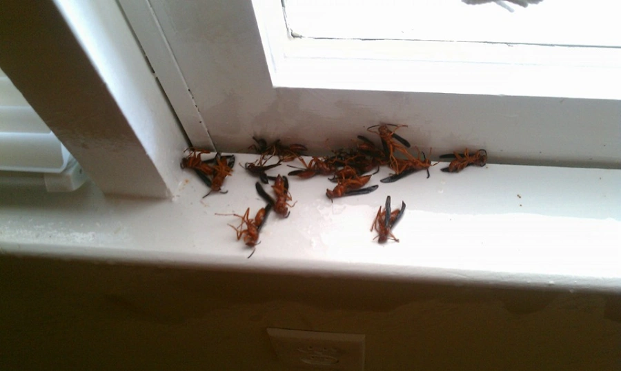 Trusted termite inspector in Lithonia, GA